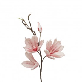 MAGNOLIA ROSA